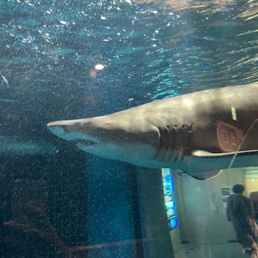 しながわ水族館に投稿された画像（2024/3/3）