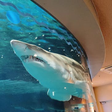 しながわ水族館に投稿された画像（2024/3/3）