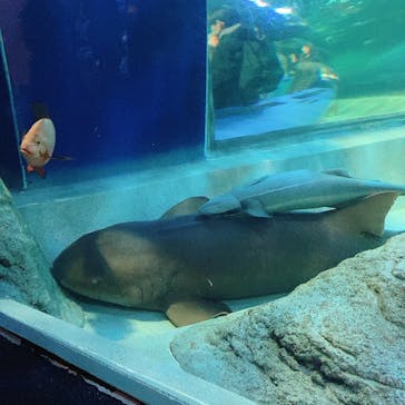 しながわ水族館に投稿された画像（2024/3/3）