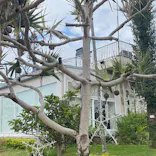 美らヤシパークオキナワ・東南植物楽園に投稿された画像（2024/3/4）