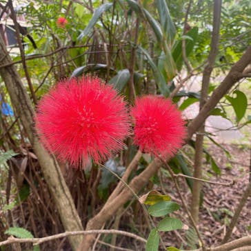 美らヤシパークオキナワ・東南植物楽園に投稿された画像（2024/3/3）