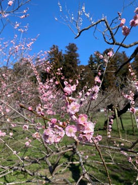 偕楽園本園に投稿された画像（2024/3/3）