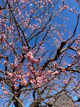 偕楽園本園に投稿された画像（2024/3/3）