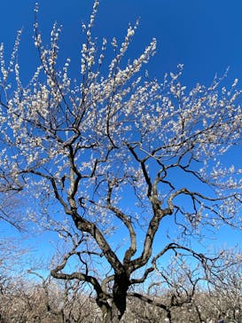 偕楽園本園に投稿された画像（2024/3/3）