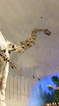 福井県立恐竜博物館に投稿された画像（2024/3/3）