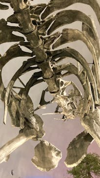 福井県立恐竜博物館に投稿された画像（2024/3/3）