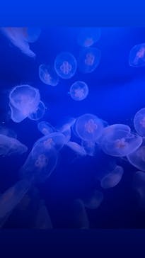 新江ノ島水族館に投稿された画像（2024/3/4）