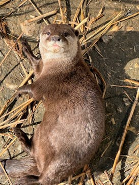 神戸どうぶつ王国に投稿された画像（2024/3/3）
