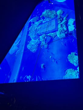 DMMかりゆし水族館に投稿された画像（2024/3/4）