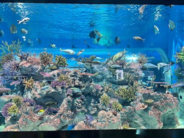 DMMかりゆし水族館に投稿された画像（2024/3/4）
