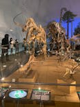 福井県立恐竜博物館に投稿された画像（2024/3/4）