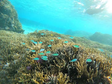 宮古島 ADVENTURE PiPi（ミヤコジマ アドベンチャー ピピ）に投稿された画像（2024/3/4）