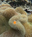 宮古島 ADVENTURE PiPi（ミヤコジマ アドベンチャー ピピ）に投稿された画像（2024/3/4）