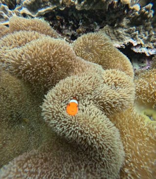 宮古島 ADVENTURE PiPi（ミヤコジマ アドベンチャー ピピ）に投稿された画像（2024/3/4）