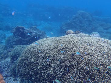 宮古島 ADVENTURE PiPi（ミヤコジマ アドベンチャー ピピ）に投稿された画像（2024/3/4）