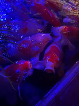 AQUARIUM × ART　atoaに投稿された画像（2024/3/4）