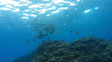 武藤潜水に投稿された画像（2024/3/4）