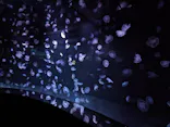 サンシャイン水族館に投稿された画像（2024/3/4）