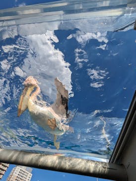 サンシャイン水族館に投稿された画像（2024/3/4）