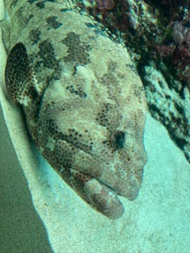 沖縄美ら海水族館に投稿された画像（2024/3/4）