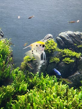 DMMかりゆし水族館に投稿された画像（2024/3/4）