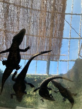 熱川バナナワニ園に投稿された画像（2024/3/4）