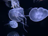 サンシャイン水族館に投稿された画像（2024/3/4）