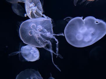 サンシャイン水族館に投稿された画像（2024/3/4）