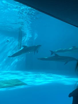 しながわ水族館に投稿された画像（2024/3/4）