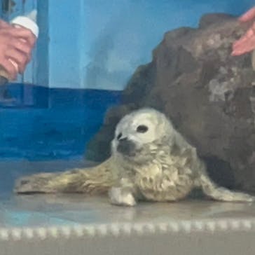 しながわ水族館に投稿された画像（2024/3/4）