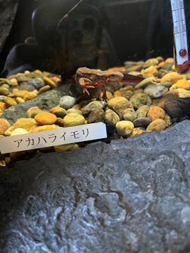 しながわ水族館に投稿された画像（2024/3/4）