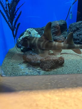 しながわ水族館に投稿された画像（2024/3/4）