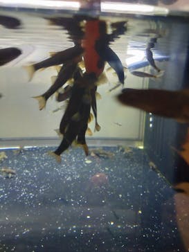 カワスイ 川崎⽔族館に投稿された画像（2024/3/4）