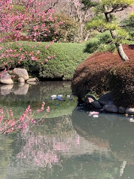 偕楽園本園に投稿された画像（2024/3/4）