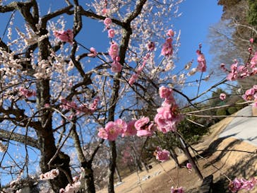 偕楽園本園に投稿された画像（2024/3/4）