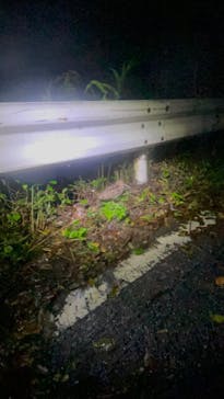 奄美ナイトガイドサービスに投稿された画像（2024/3/4）