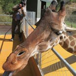 しろとり動物園に投稿された画像（2024/3/4）