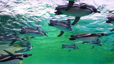 天王寺動物園に投稿された画像（2024/3/4）