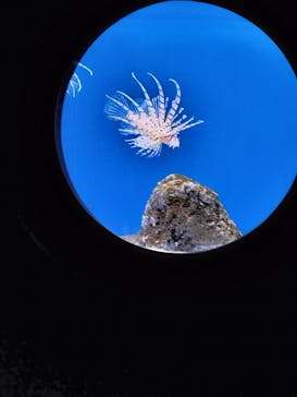 伊豆・三津シーパラダイスに投稿された画像（2024/3/4）