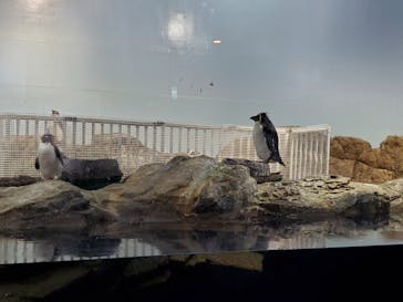 マクセル アクアパーク品川に投稿された画像（2024/3/4）