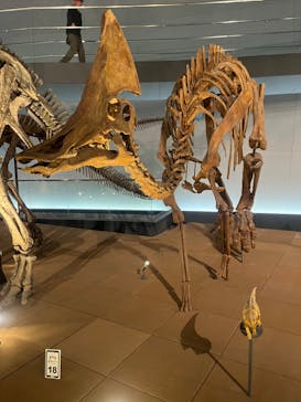 福井県立恐竜博物館に投稿された画像（2024/3/4）