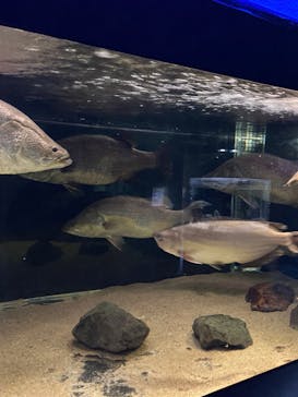 カワスイ 川崎⽔族館に投稿された画像（2024/3/4）