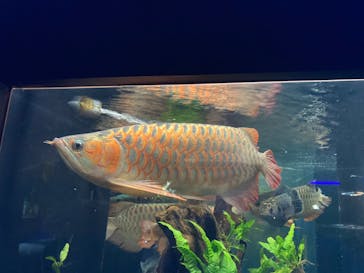 カワスイ 川崎⽔族館に投稿された画像（2024/3/4）