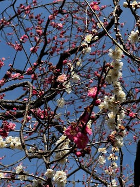 偕楽園本園に投稿された画像（2024/3/5）