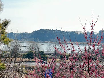 偕楽園本園に投稿された画像（2024/3/5）