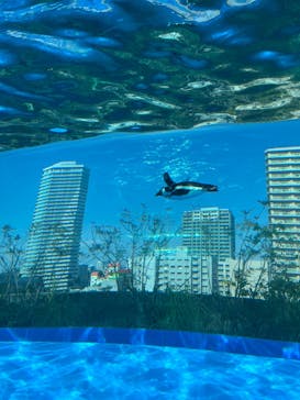 サンシャイン水族館に投稿された画像（2024/3/5）