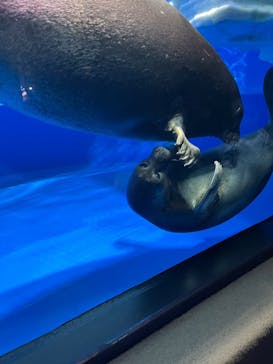 サンシャイン水族館に投稿された画像（2024/3/5）
