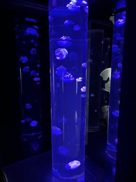 サンシャイン水族館に投稿された画像（2024/3/5）