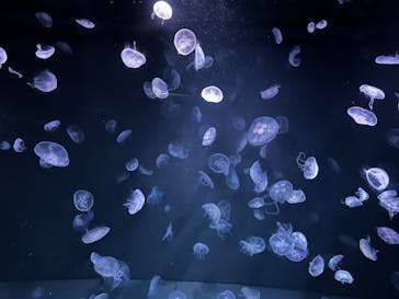 サンシャイン水族館に投稿された画像（2024/3/5）