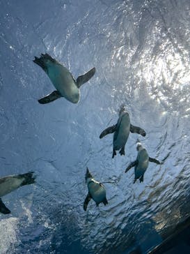 サンシャイン水族館に投稿された画像（2024/3/5）